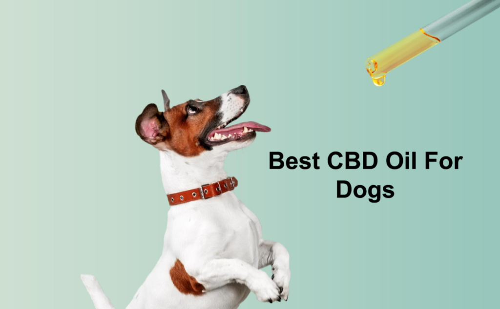 Best CBD Oil For Dogs