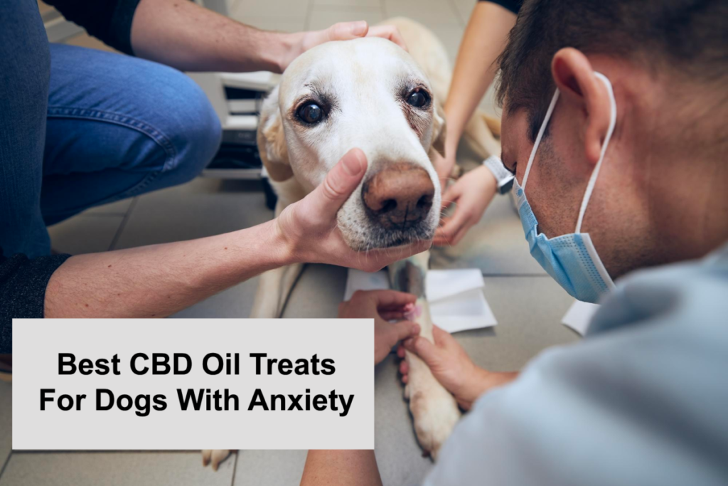 Best CBD Oil Treats For Dogs With Anxiety