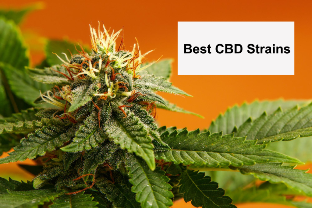 best CBD strains